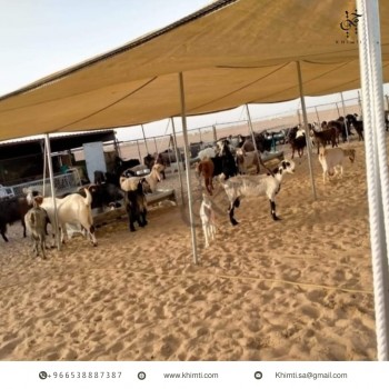 مظلات حلال طبقة واحدة